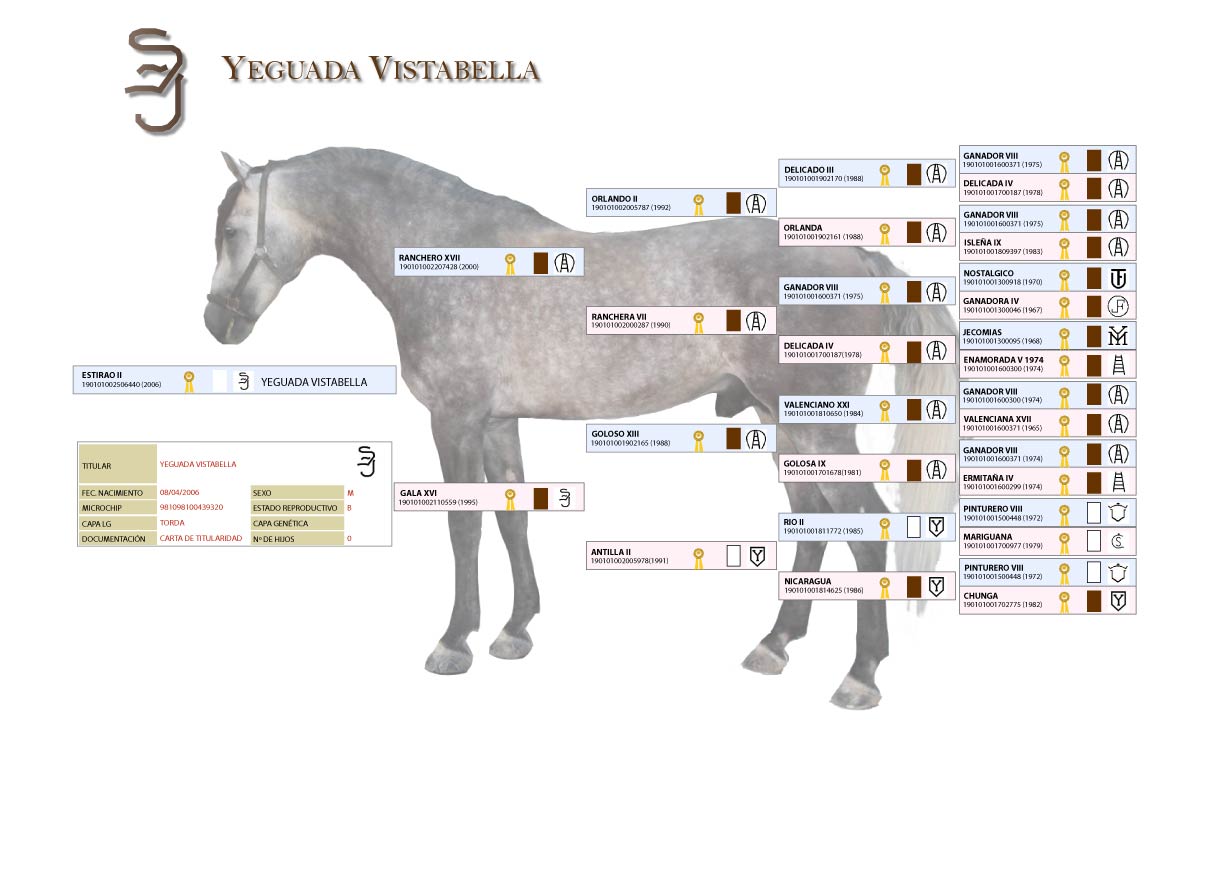 Carta genealogica Estirao II