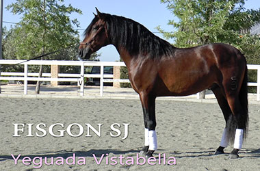 Fisgon sj